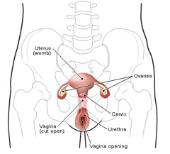 Gynecologic System